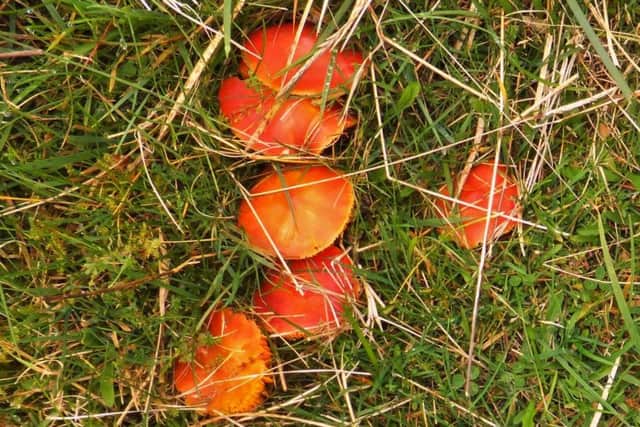 Crimson waxcap mushrooms.