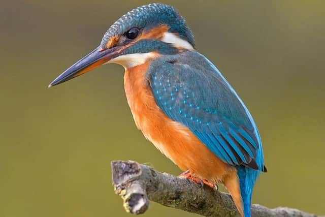 Kingfishers are especially vocal in spring and autumn.