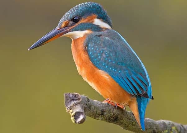 Kingfishers are especially vocal in spring and autumn.