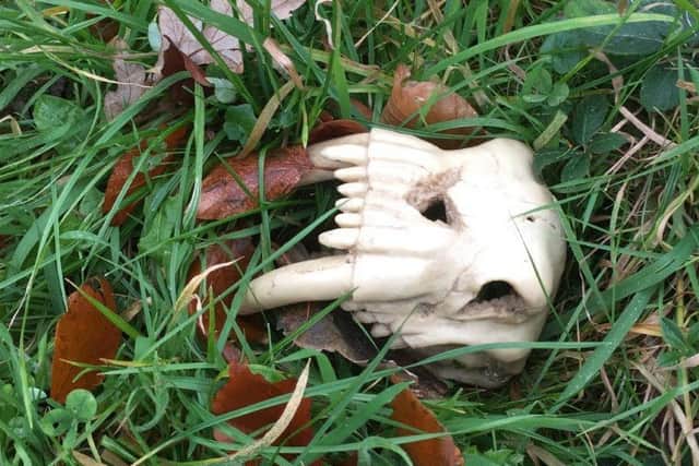 A skull found on the top field sparked a classroom investigation at Airy Hill.