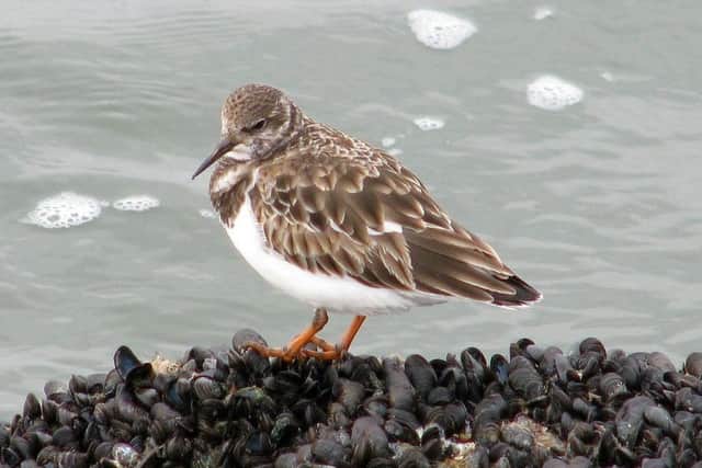 A turnstone ready to feast on a bed of mussels.