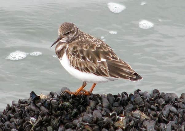 A turnstone ready to feast on a bed of mussels.