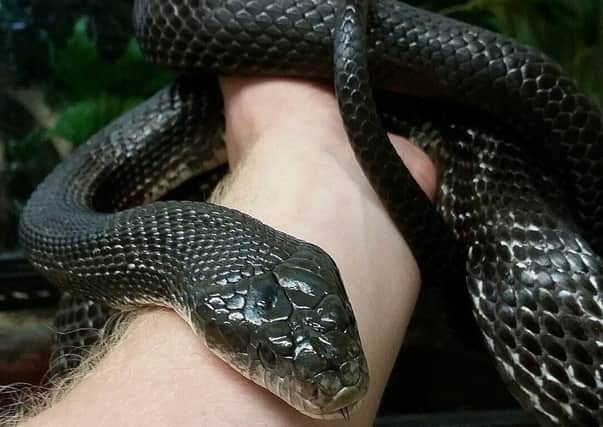 Edmund, the western black rat snake.