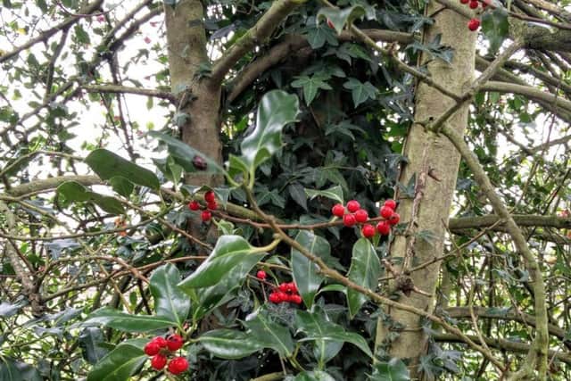 Holly with its glowing red berries and ivy climbing up a tree.