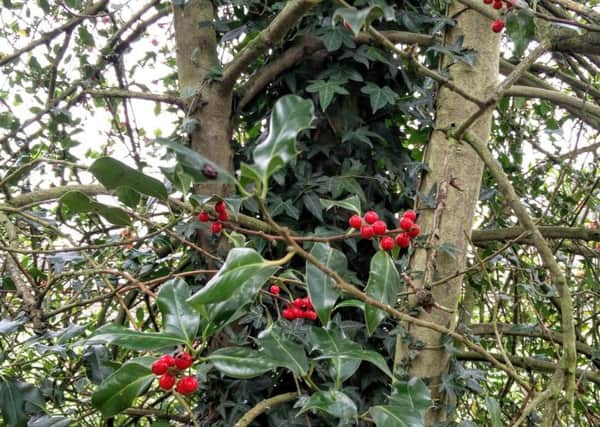 Holly with its glowing red berries and ivy climbing up a tree.