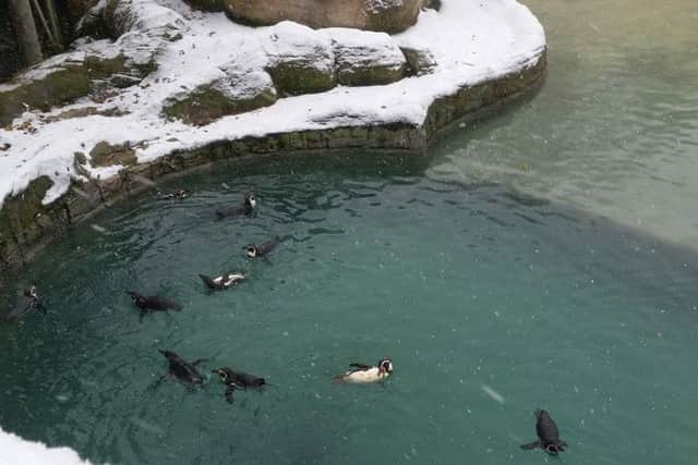 Humboldt penguins at Flamingo Land.
