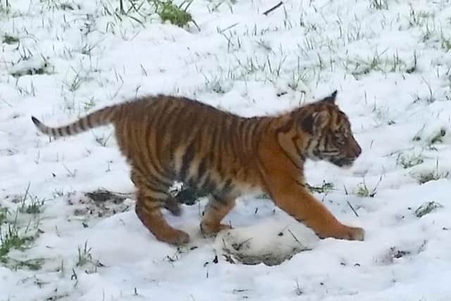 Four month old tiger cub enjoys the snow at Famingo Land