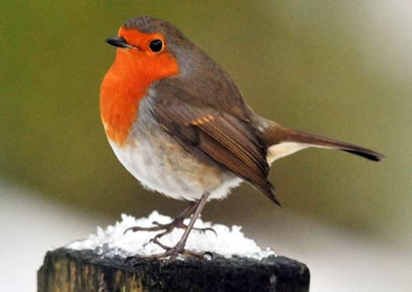 Robins will display their red breasts vigorously to any intruders.