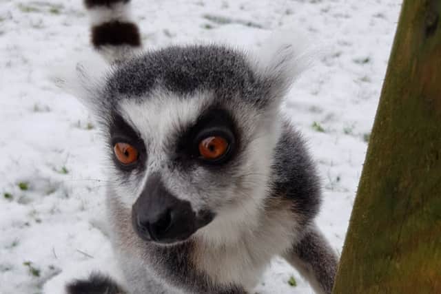 See our ring tailed lemurs up close in their enclosure.