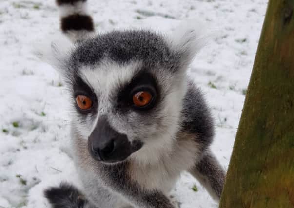 See our ring tailed lemurs up close in their enclosure.