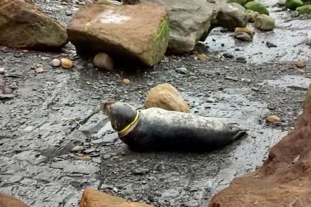 The seal at Ravenscar had a toy frisbee cutting into its neck
