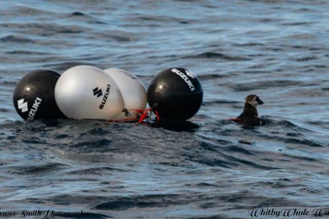 A young puffin wrapped up in balloons near Whitby. Suzuki later changed its policy on balloons after the incident. Picture by Whitby Whale Watching