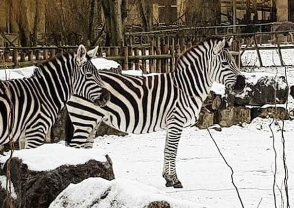 Vendela and Guiness in their enclosure at Flamingo Land.