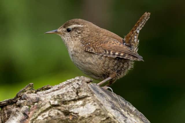 Hard winters can be murderous for little wrens.