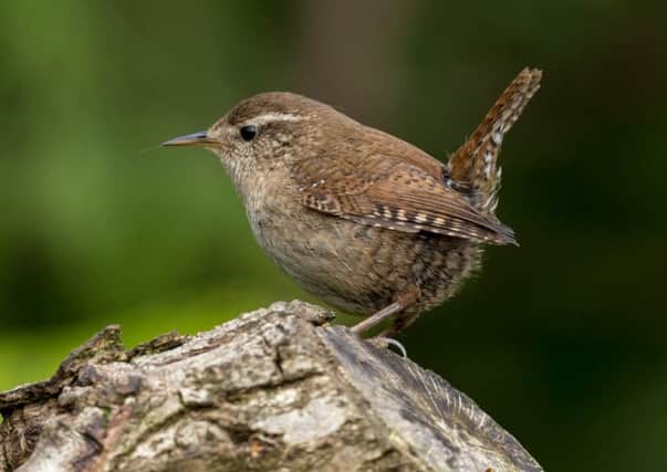 Hard winters can be murderous for little wrens.