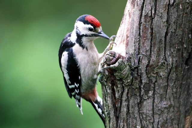 Greater-spotted woodpecker