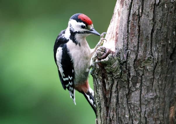 Greater-spotted woodpecker