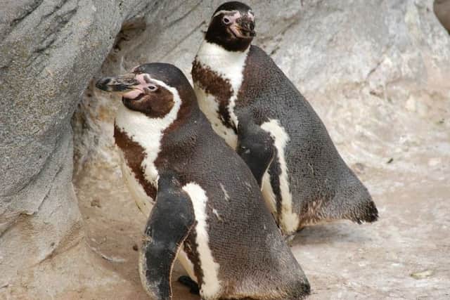 Humboldt penguins in their enclosure at Flamingo Land.