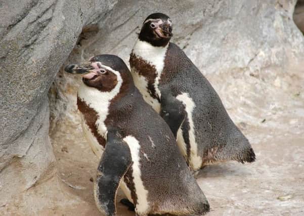 Humboldt penguins in their enclosure at Flamingo Land.