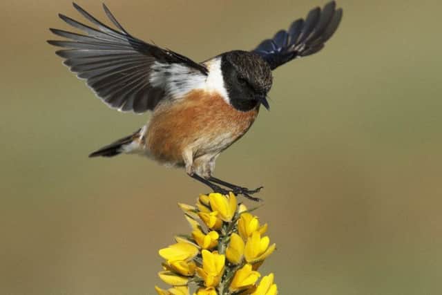 A male stonechat flies in to settle on a gorse bush.