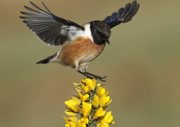 A male stonechat flies in to settle on a gorse bush.