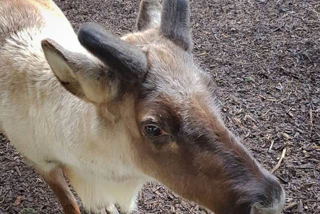 Gunters antlers are beginning to grow back.