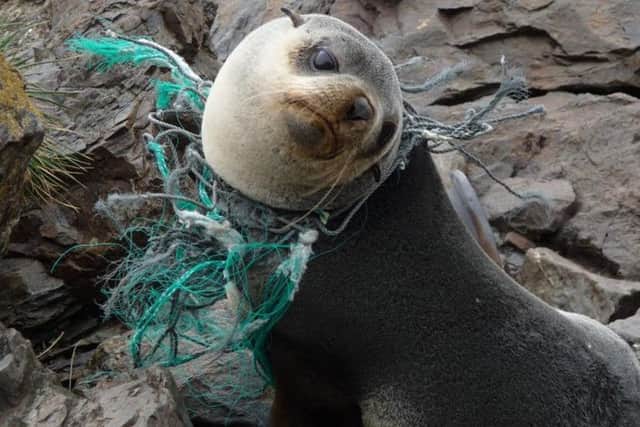 A seal caught up in fishing net