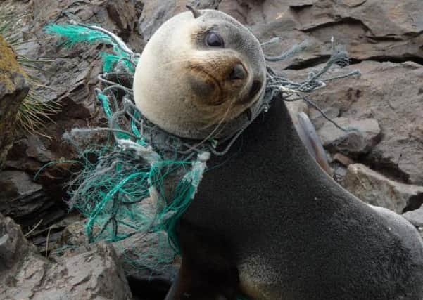A seal caught up in fishing net