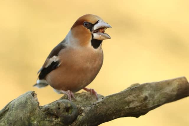A hawfinch.