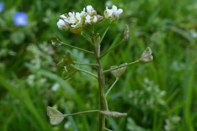 Shepherd's Purse