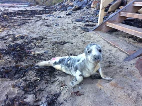 Artemis the seal was rescued near Whitby.