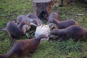 Otters at Flamingo Land enjoy tucking into the otter cake.