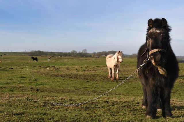 Horses on Albert Chaplin Fields