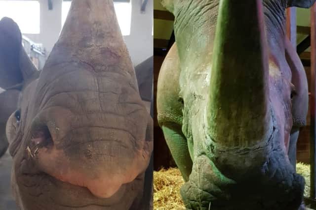 Olmotti the black rhino is pictured left, with Bruce the white rhino.