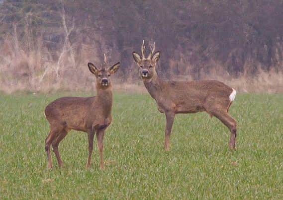 Roe deer