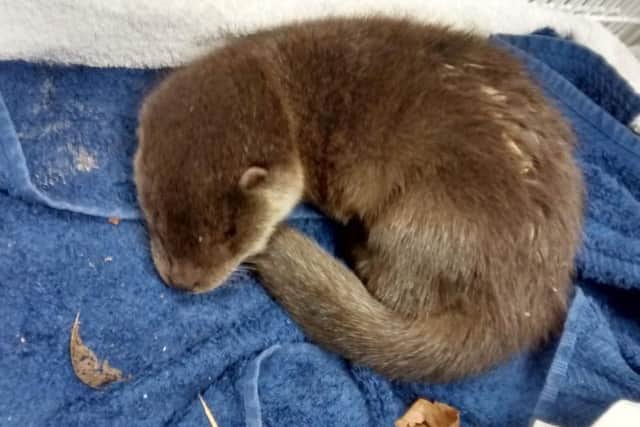 The injured otter found on the A64