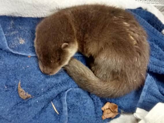 The injured otter found on the A64