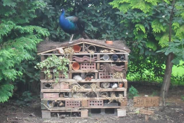 Bug hotel building will be a new activity for the wildlife club.
