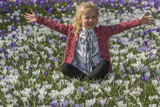 Date:20th March 2016. Picture James Hardisty.Millie-Mae, Tosney, 5, of Osmanthorpe, Leeds, amongst the crocuses at Temple Newsam, Leeds, on the first day of spring.