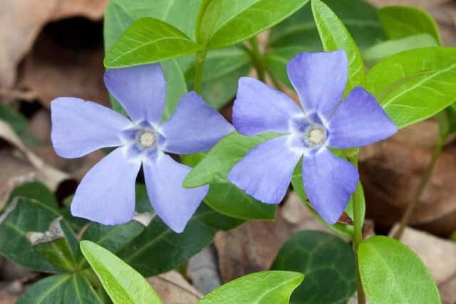 Lesser periwinkle