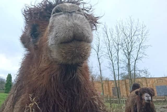 Hetty recently celebrated her fifth birthday at Flamingo Land.