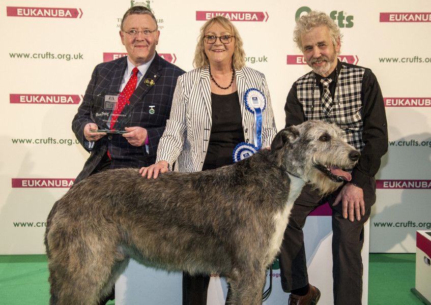 Irish Wolfhound from Bridlington crowned at Crufts