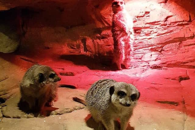 Meerkats in their enclosure at Flamingo Land.