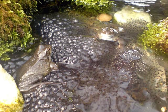 Check out the pond which will be heaving with frog spawn.