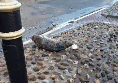 The seal had come ashore in Scarborough
