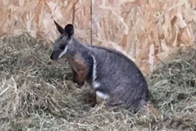 Kimba, one of Flamingo Lands rock wallabies.