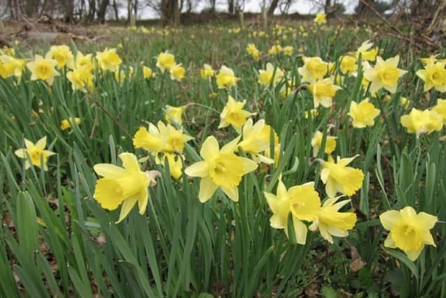 Wild daffodils