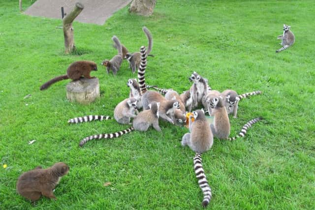 The lemur encounter at Flamingo Land is open from 11am.