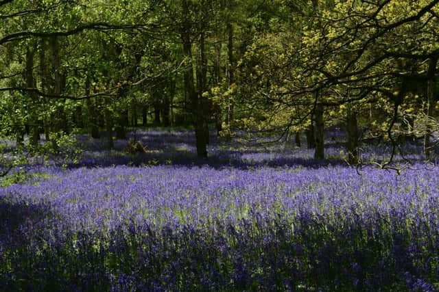 A carpet of bluebells in Farnhill Woods near Skipton. Picture Bruce Rollinson