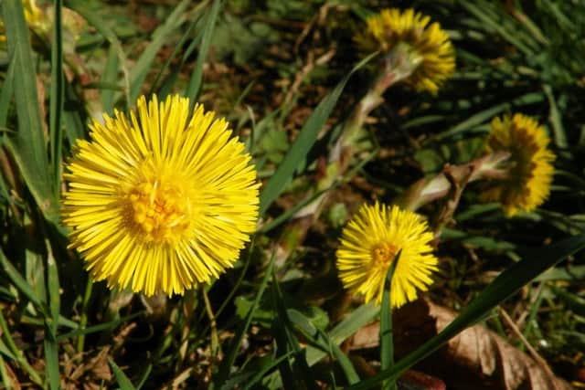 Coltsfoot